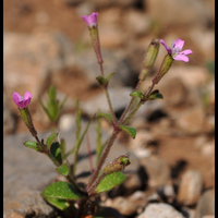 Silene integripetala elaphonesiaca