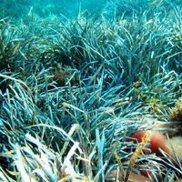 Posidonia